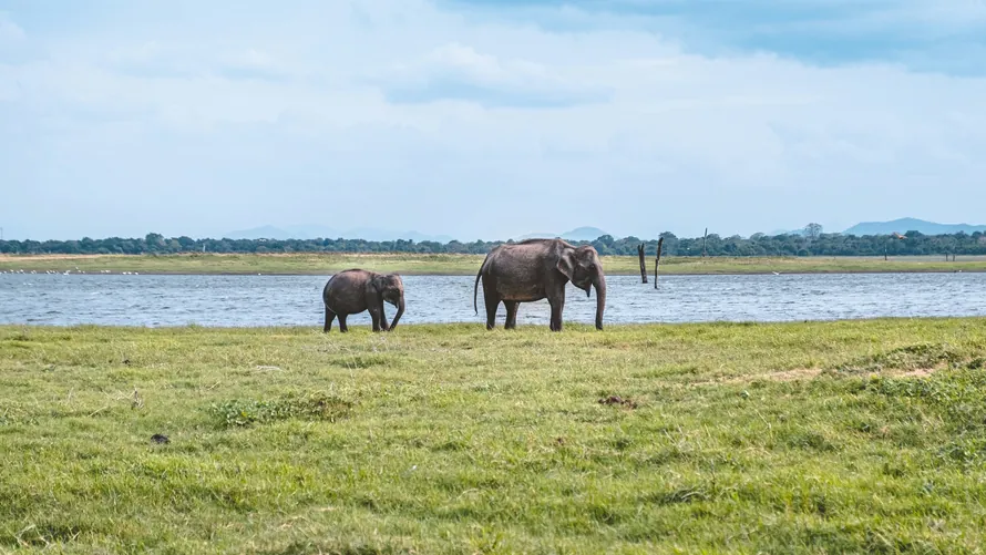 Two elephants grazing beside a lake