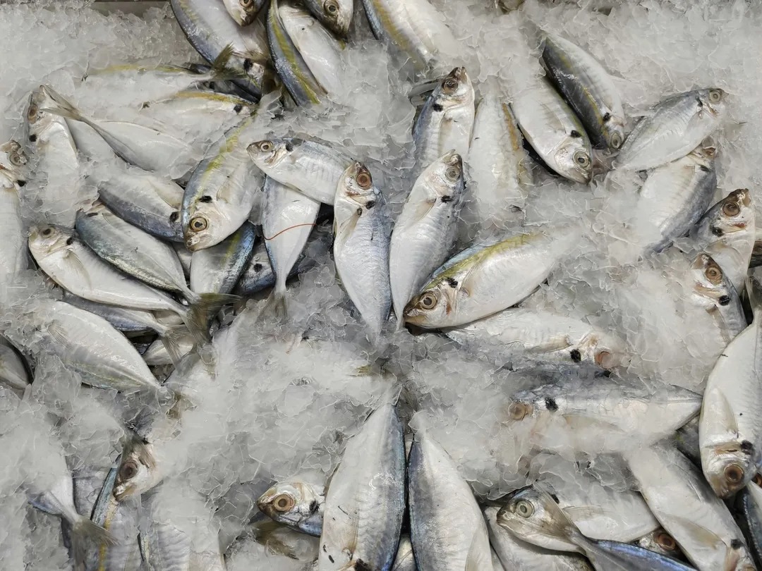 Fresh silver fish on ice at a market