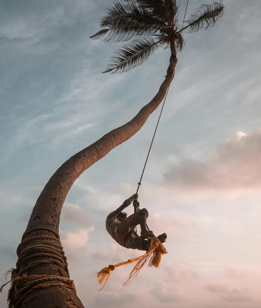A climber scaling a leaning coconut palm against a pink evening sky